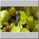 Anoplius viaticus - Wegwespe m001e 8mm - Sandgrube Niedringhaussee-det.jpg